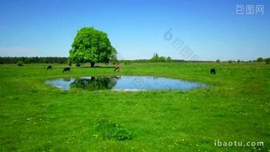 奶牛在池塘边的草地上放牧